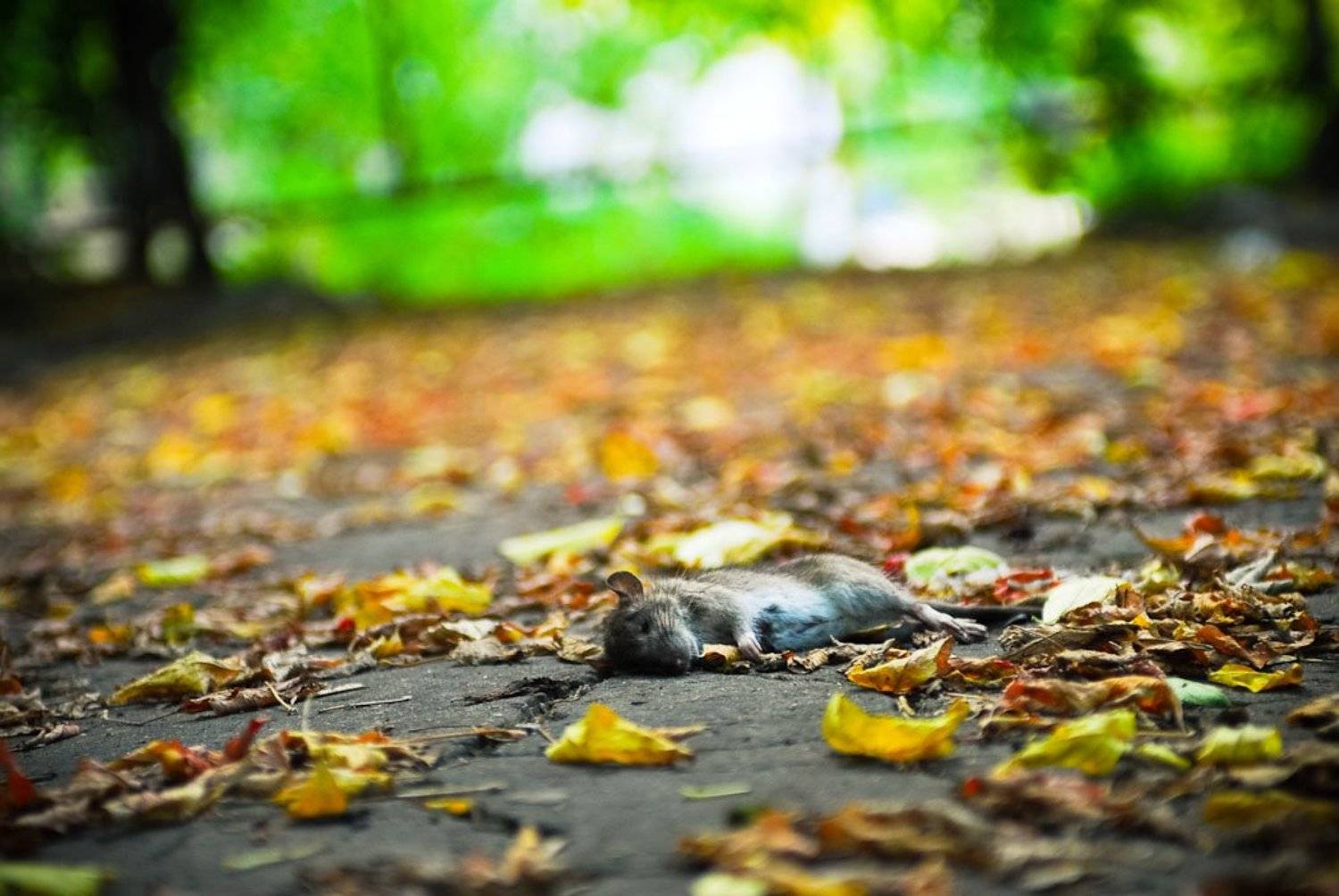 , Тёма Некрасов