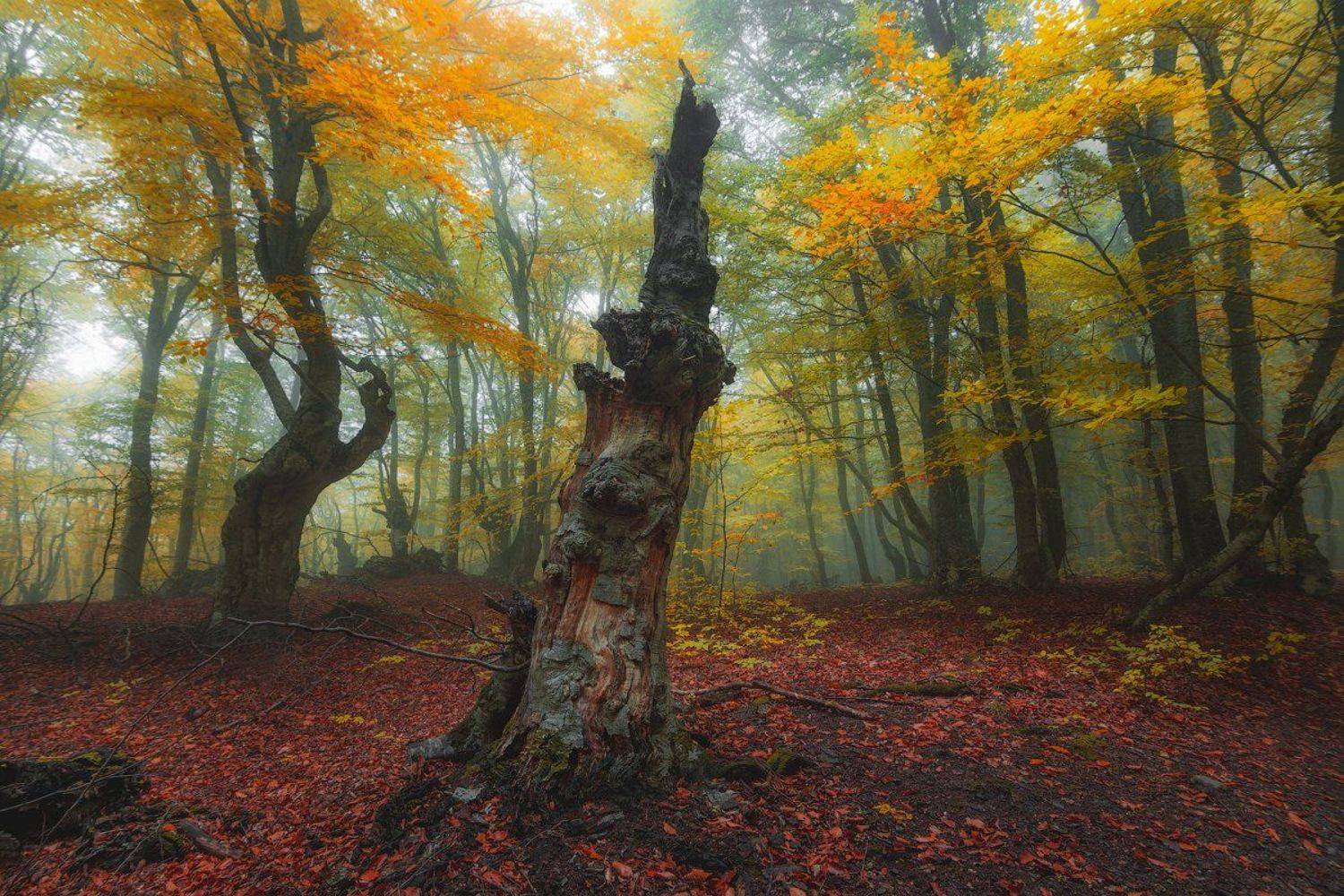 ***. Автор: Сорокин Олег крым, Сорокин Олег