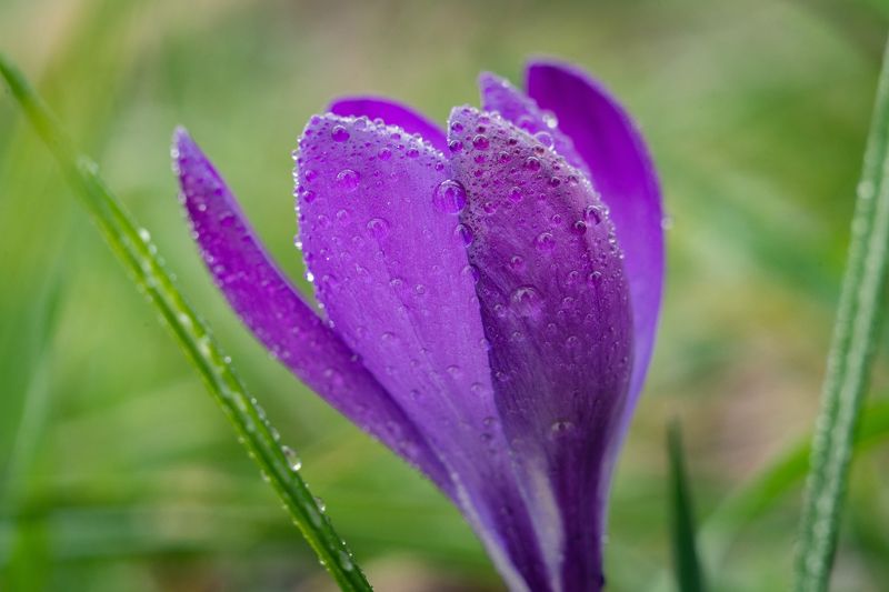 Боспорские крокусы.photo preview