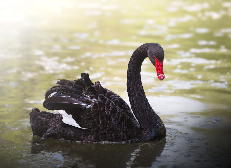 Swan Nikon Animals Wildlife  Черен лебед photo preview
