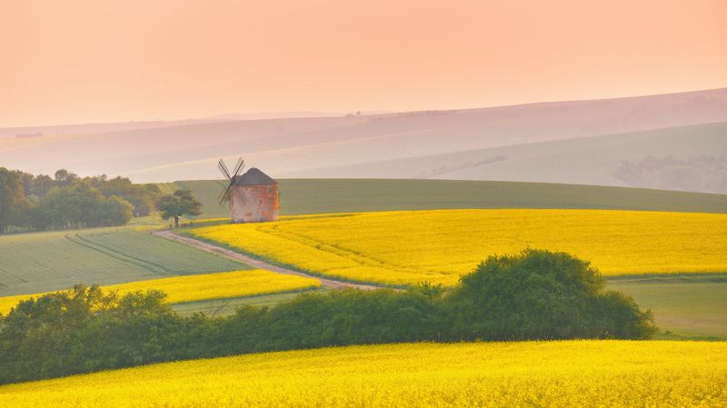 весна, вечер, европа, закат, май, мельница, моравия, поля, рапс, чехия Kunkovice. Весна 2018photo preview