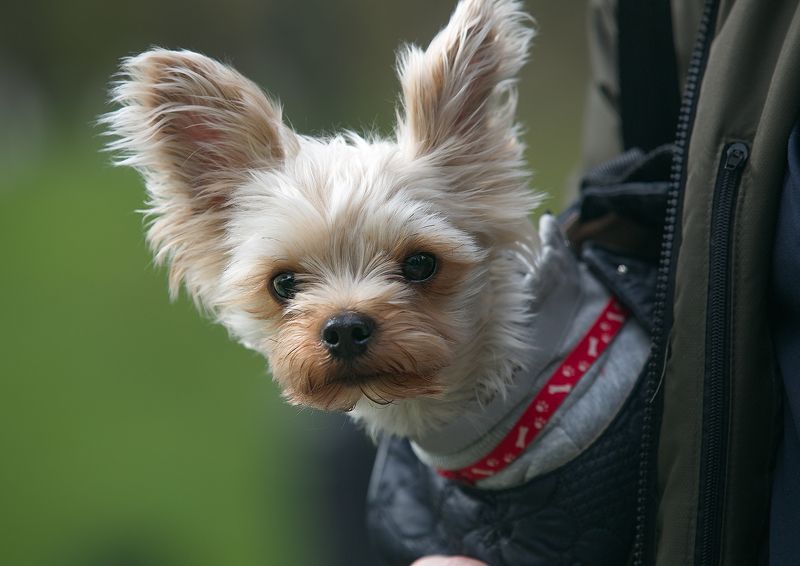 собаки, домашние животные, собаки и город, уличное фото photo preview