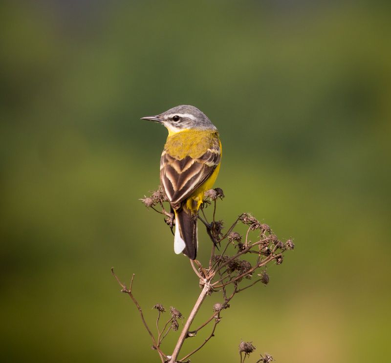 птицы, желтая трясогузка, wildlife, birds, весна, western yellow wagtail Желтая трясогузкаphoto preview