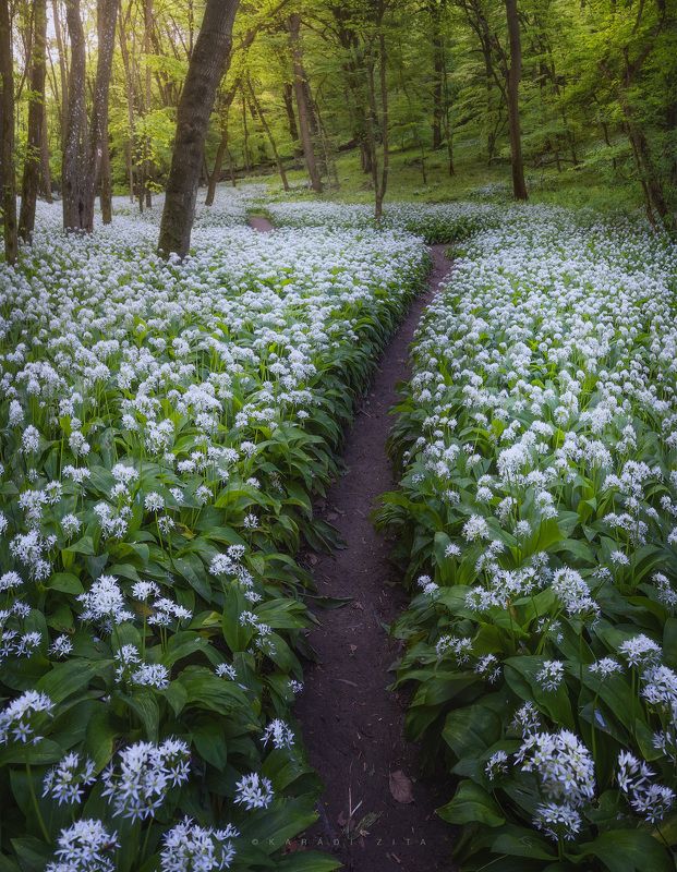 hungary garlic forest path trees flowers  Path to the Shirephoto preview