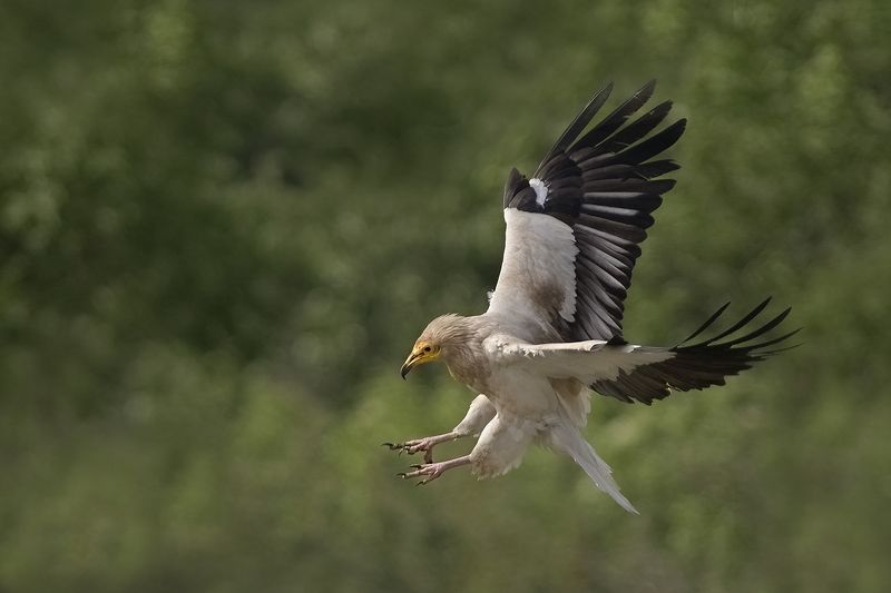 Стервятникphoto preview