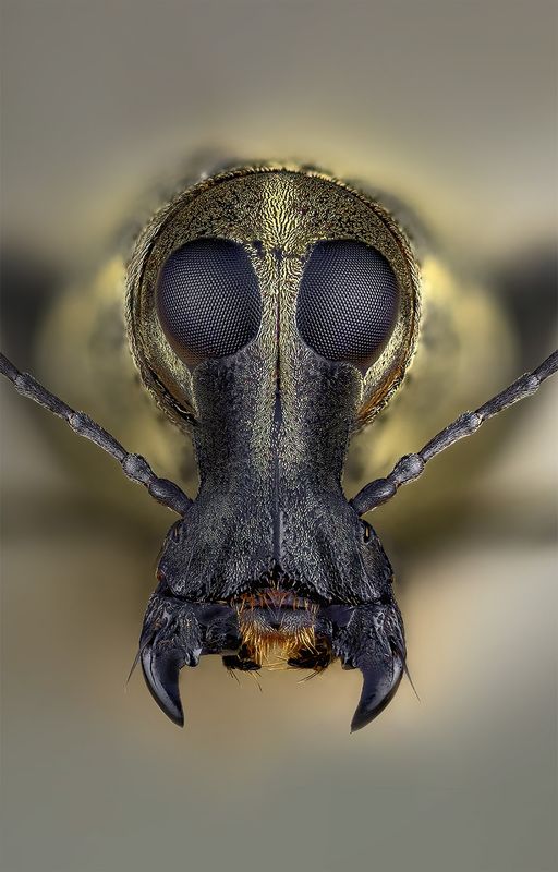 curculionidae, anthribidae sp. fungus weevil Слоник притворщикphoto preview