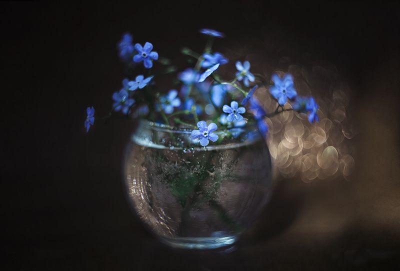 Незабудкиphoto preview