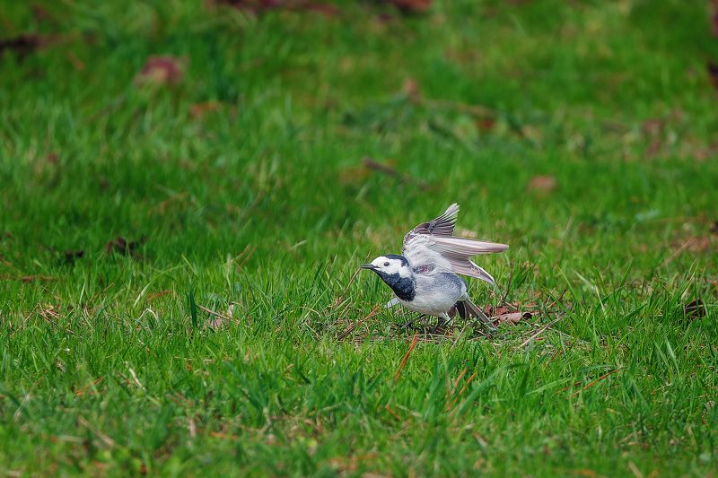 Трясогузка Белаяphoto preview