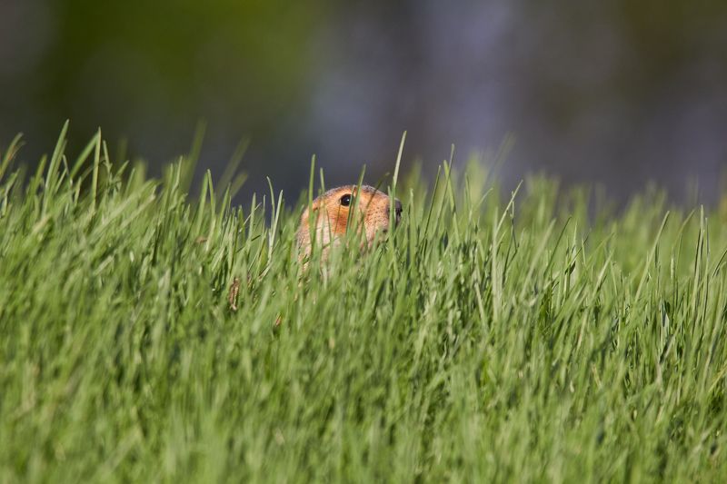 Я тебя вижуphoto preview