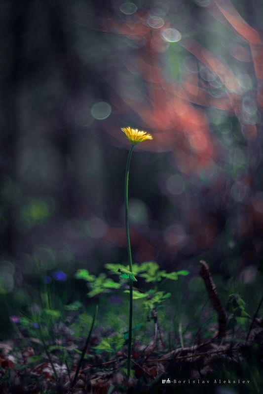 flower,yellow,green,light,bokeh,nature, Yellowphoto preview