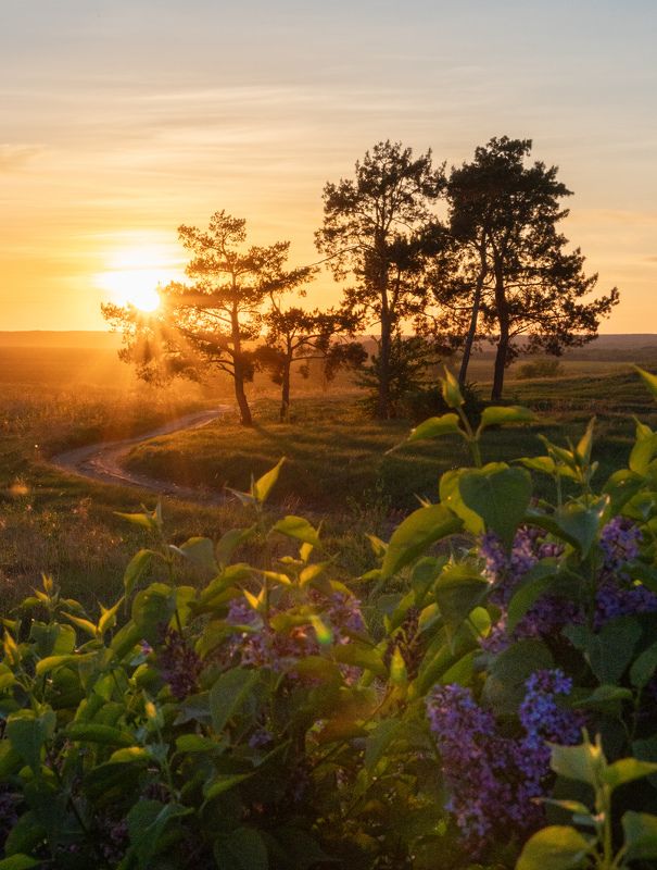 закат, сирень Сирень на закатеphoto preview
