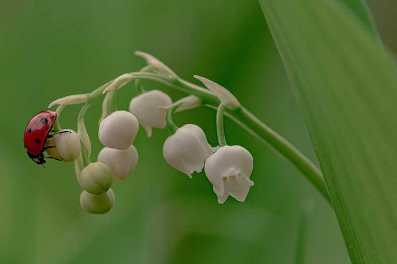 Коровка и ландыш photo preview