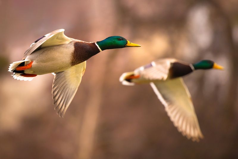 Duckphoto preview