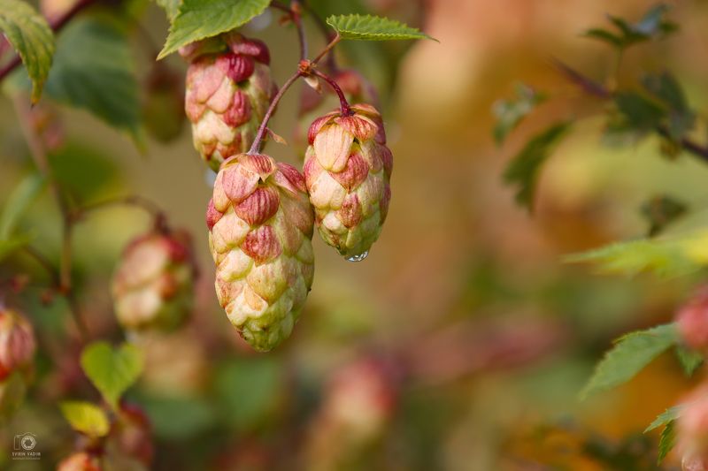 Хмель.photo preview