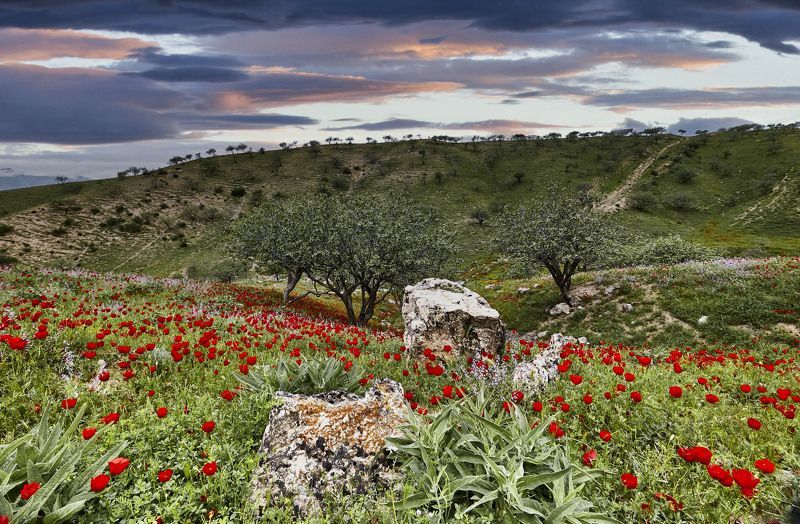 Весна в фисташковой роще… Бохтар(Курган-тюбе)-Дангара-Куляб. Таджикистанphoto preview