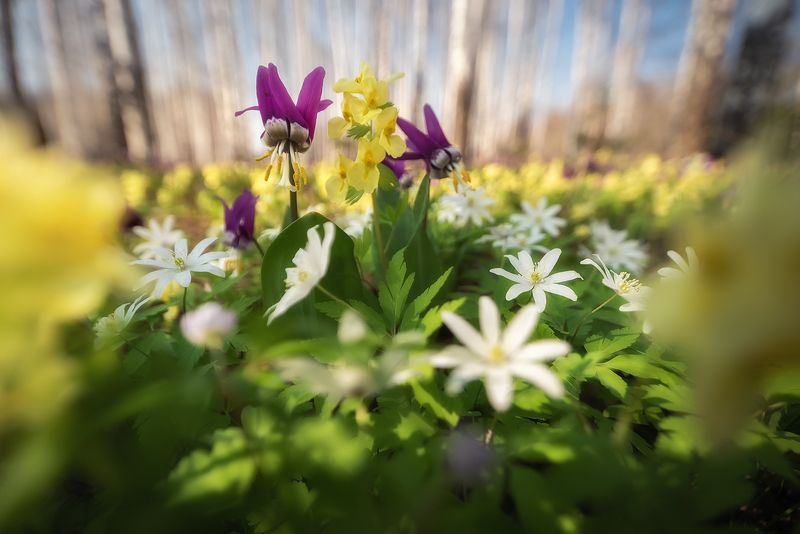 алтайский край, тогульский район, черневая тайга, кандыки, ветреницы, хохлатки, первоцветы, эфемероиды, салаир, присалаирье, весеннее цветение, весенний алтай Цветочный водоворотphoto preview