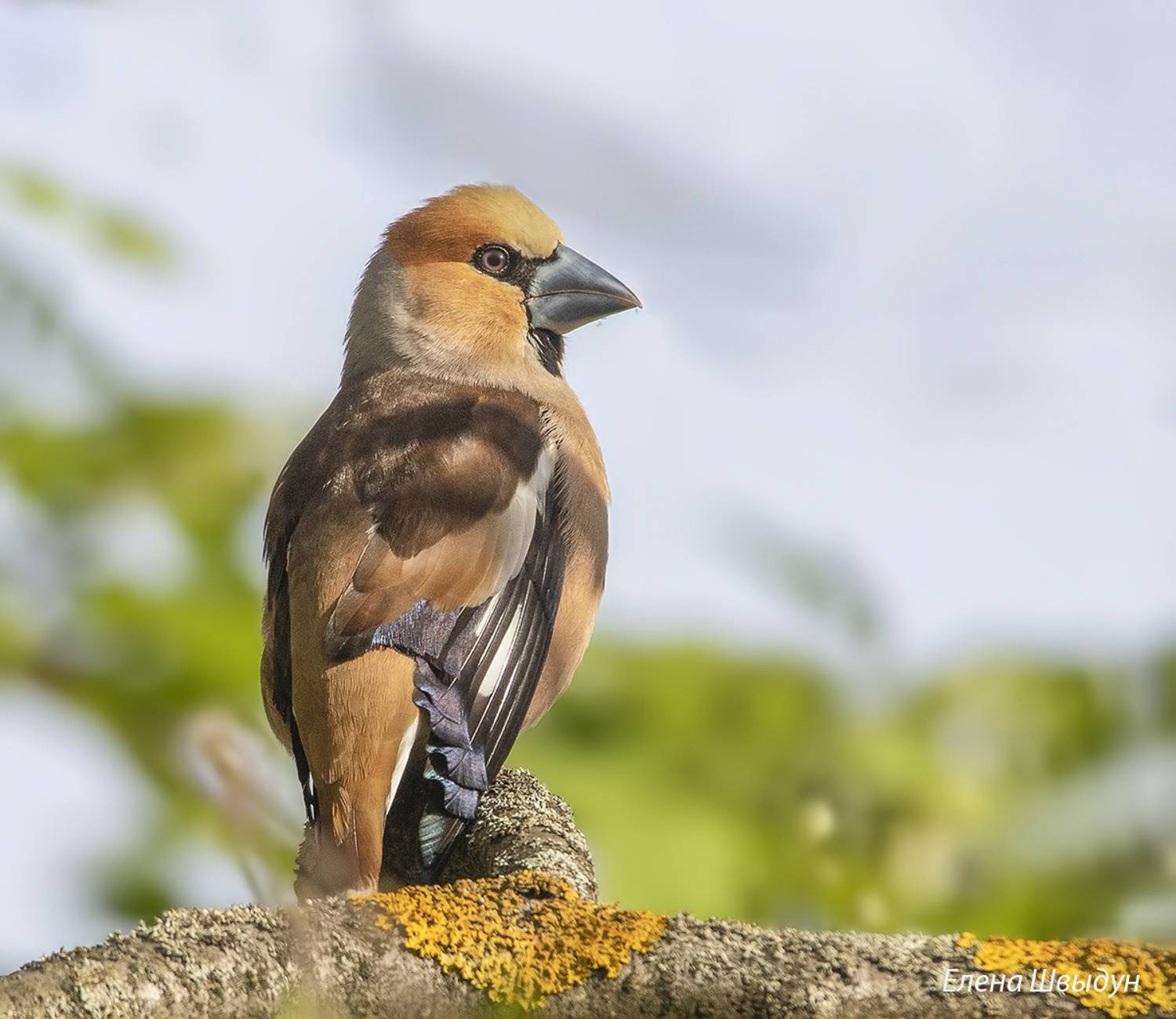 bird of prey, animal, birds, bird,  animal wildlife, nature, animals in the wild, дубонос, hawfinch, птицы, птица, Елена Швыдун
