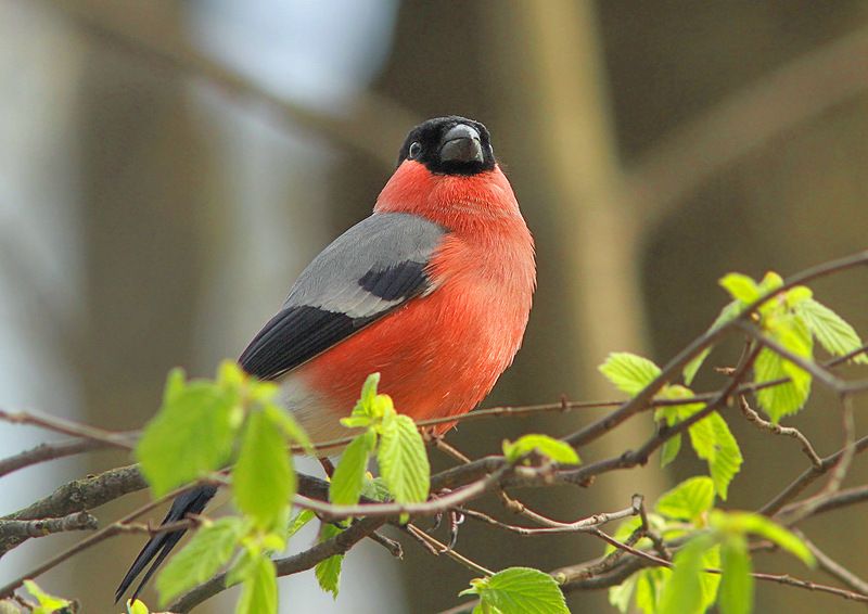 Апрельскийphoto preview