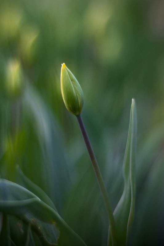 Бутон тюльпана неизвестного цветаphoto preview