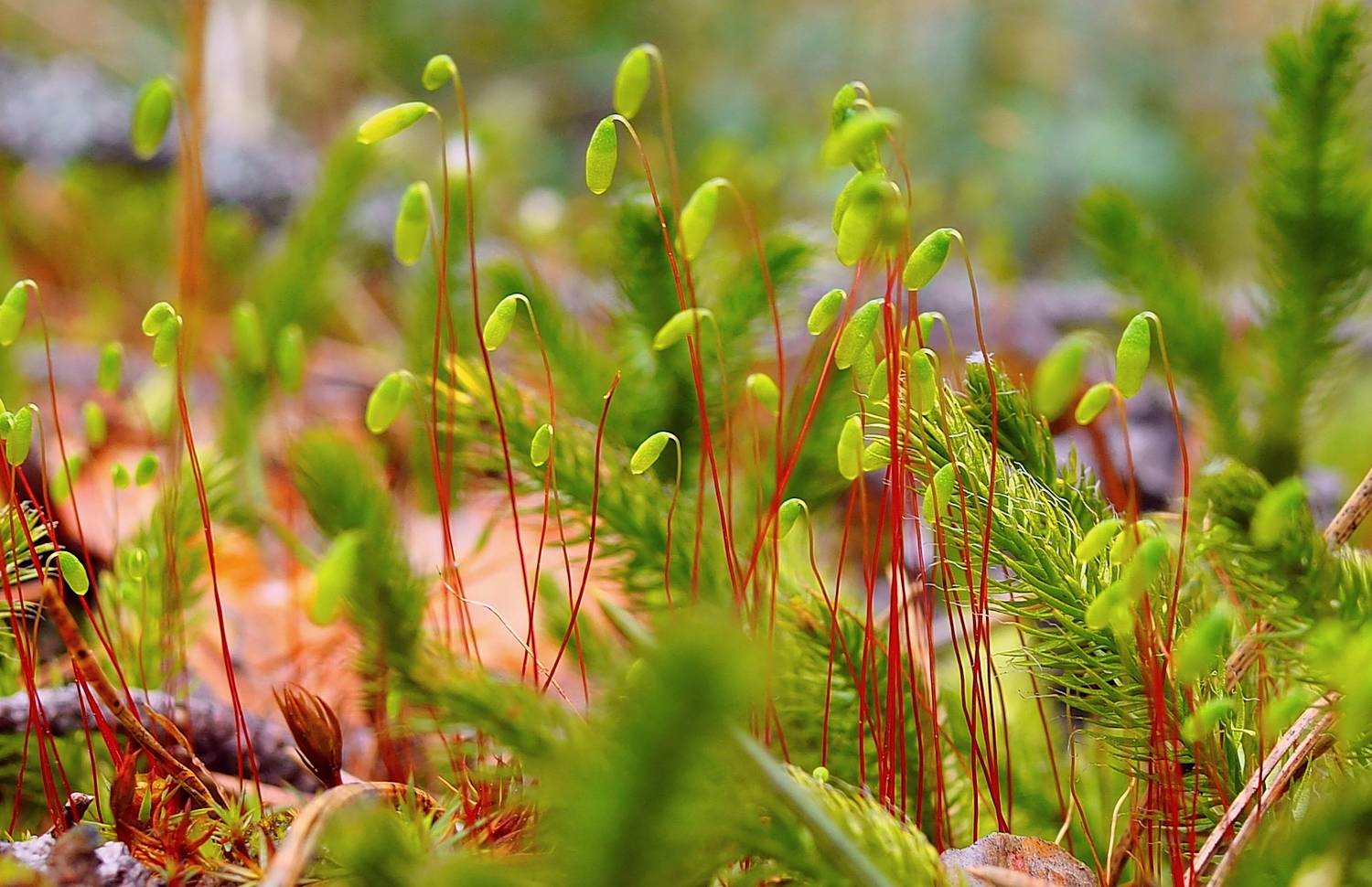 Молодой мох. Автор: PERESHEIN ANDREY мох, PERESHEIN ANDREY