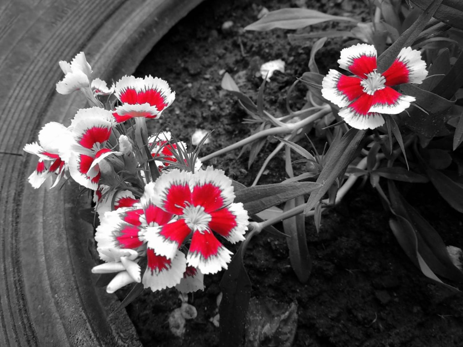 , Савоцкий Роман