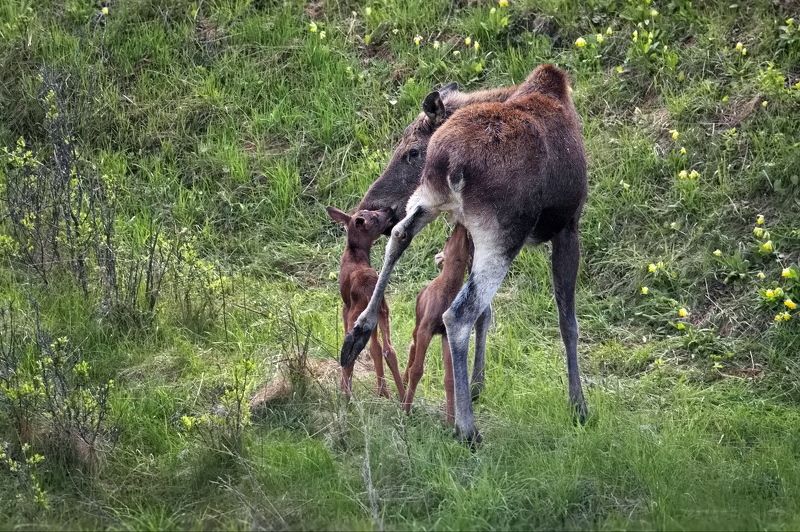 Заботливая мамашаphoto preview