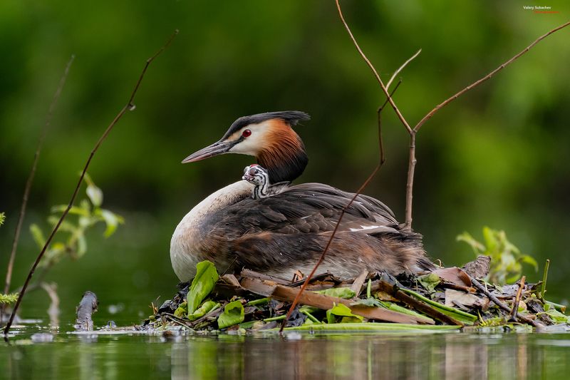 Первенецphoto preview