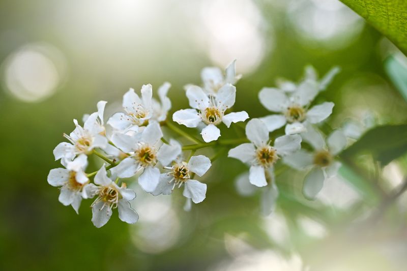 Черемухаphoto preview