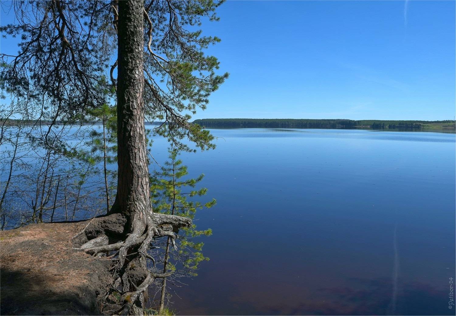 север, сосны, небо, синее, пруд, озеро, берег, борьба, жизнь, горизонт, Игорь Петров