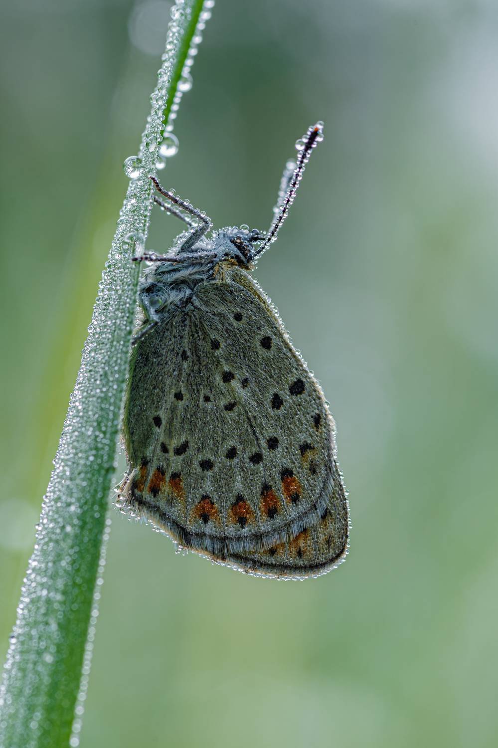 Бабочка в росе. Автор: Зайцев Роман , Зайцев Роман