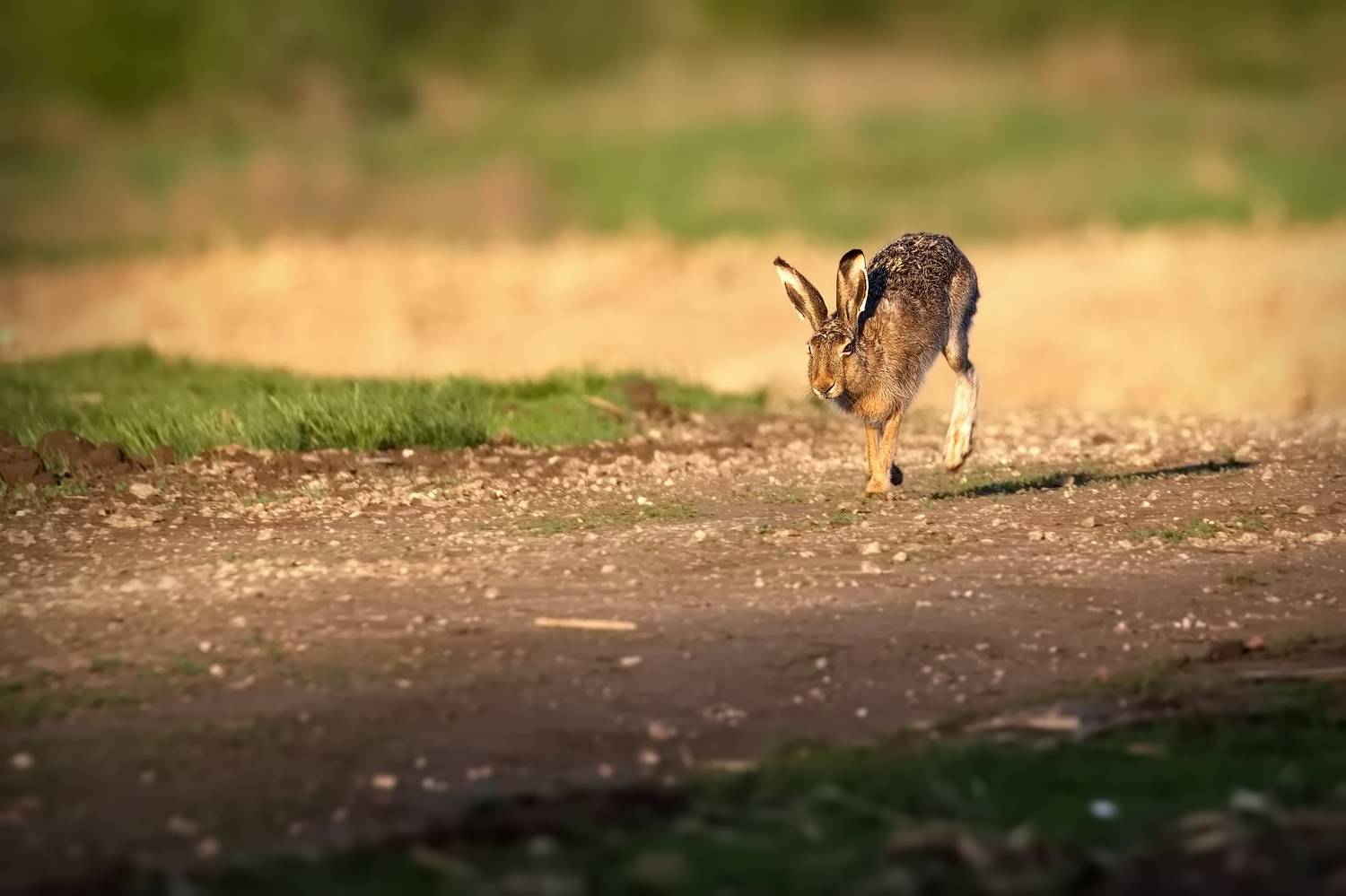 я тут мимо пробегу:). Автор: Aricha , Aricha