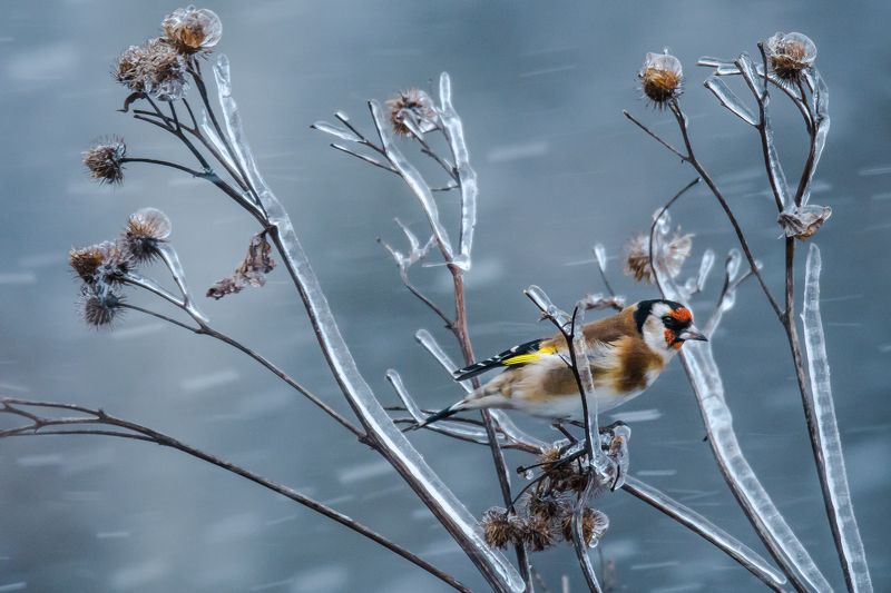 Метельphoto preview