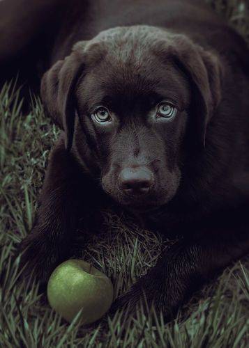 the first apple