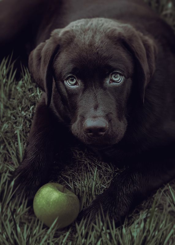 animal, dog, puppy, pet, labrador, щенок, собака, лабрадор the first applephoto preview