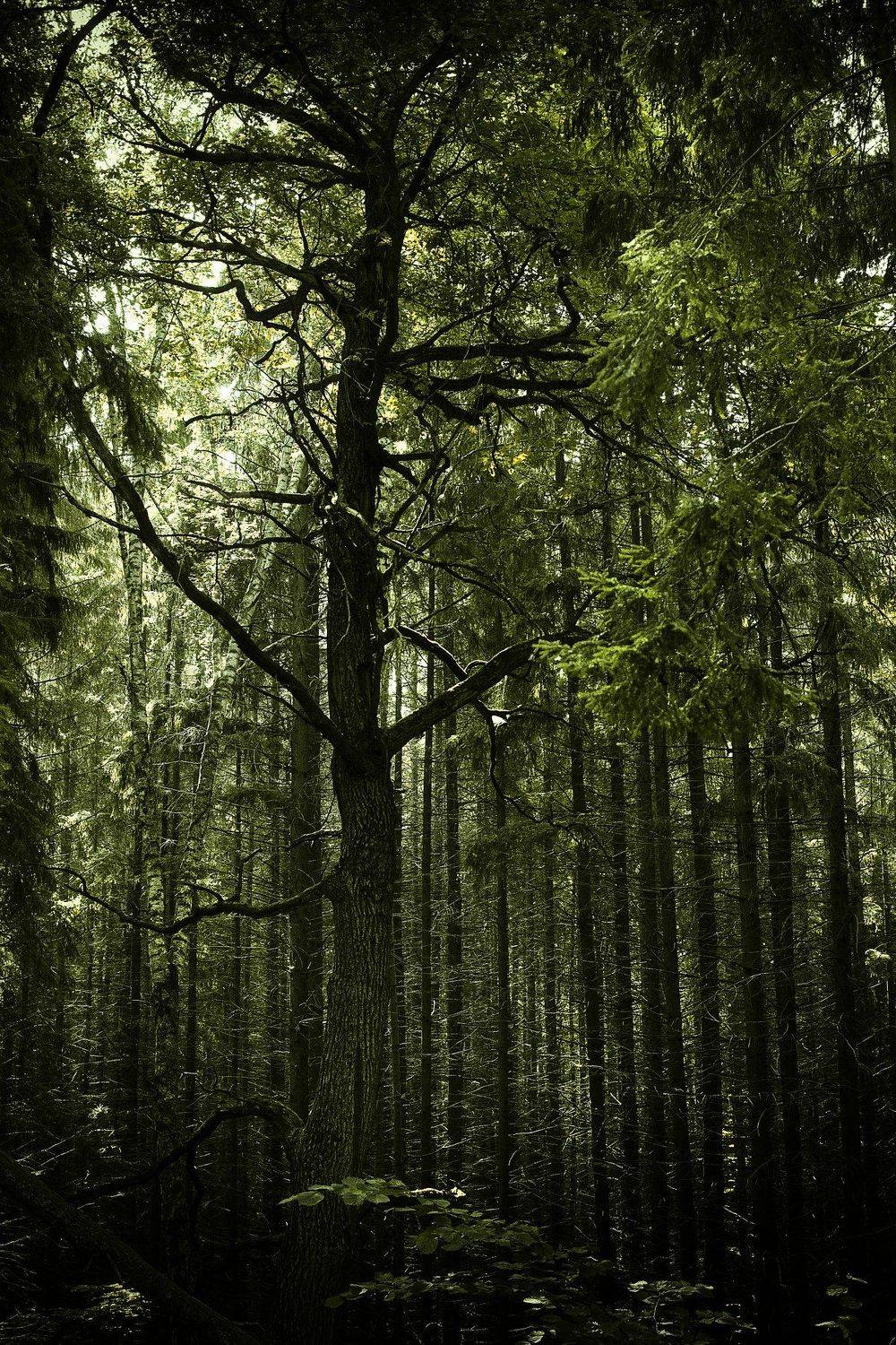 природа, лес, линии, свет,, valeko