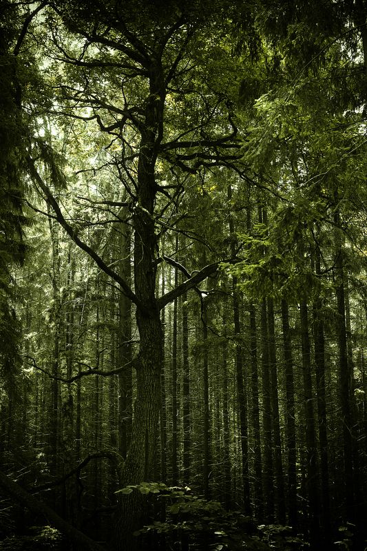 природа, лес, линии, свет, Сказочный лесphoto preview