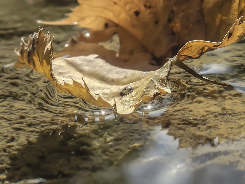 Осень, Отражение Под осенним солнцемphoto preview