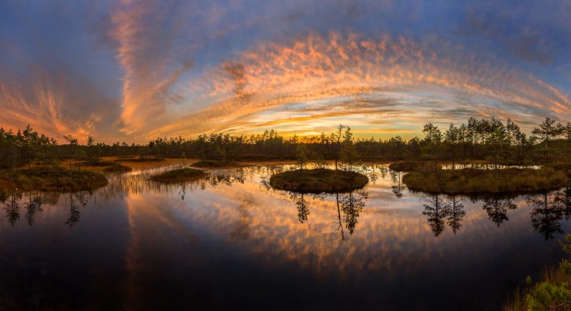 Живопись болота.photo preview