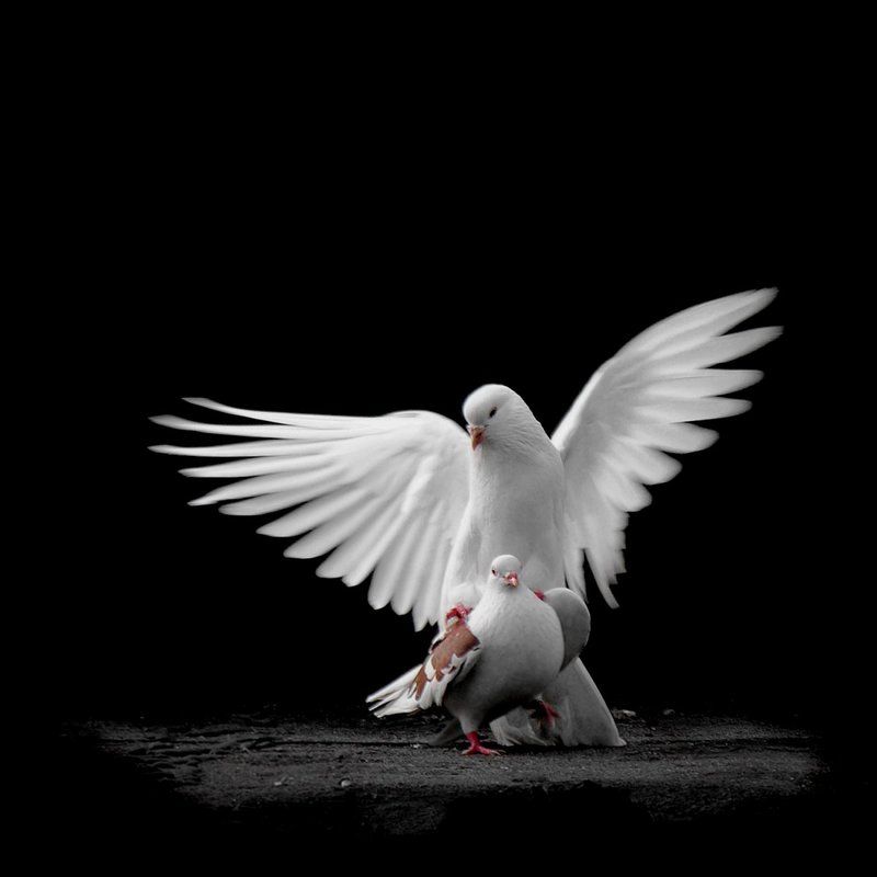 Peace and Lovephoto preview