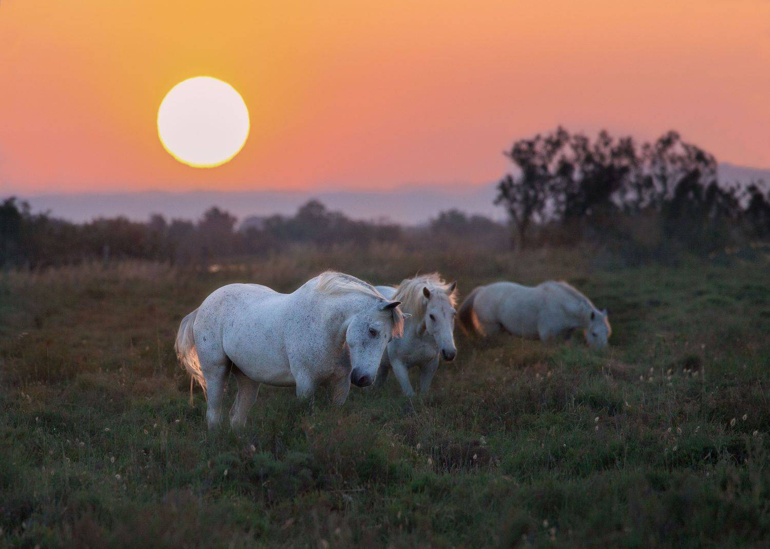 Автор: Jevgenija Sepeliova , Jevgenija Sepeliova