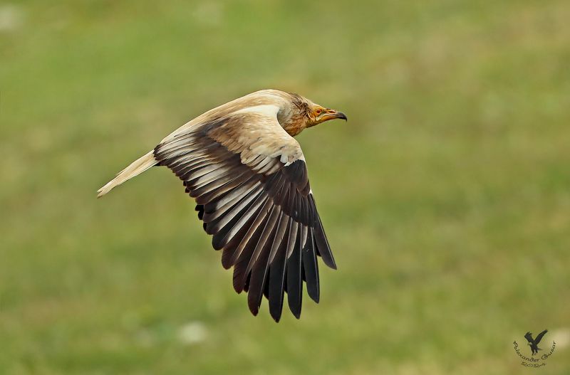 стервятник. Полёт стервятника.photo preview