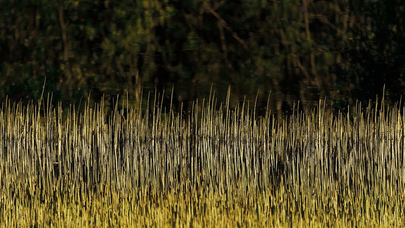 Гребень частотыphoto preview