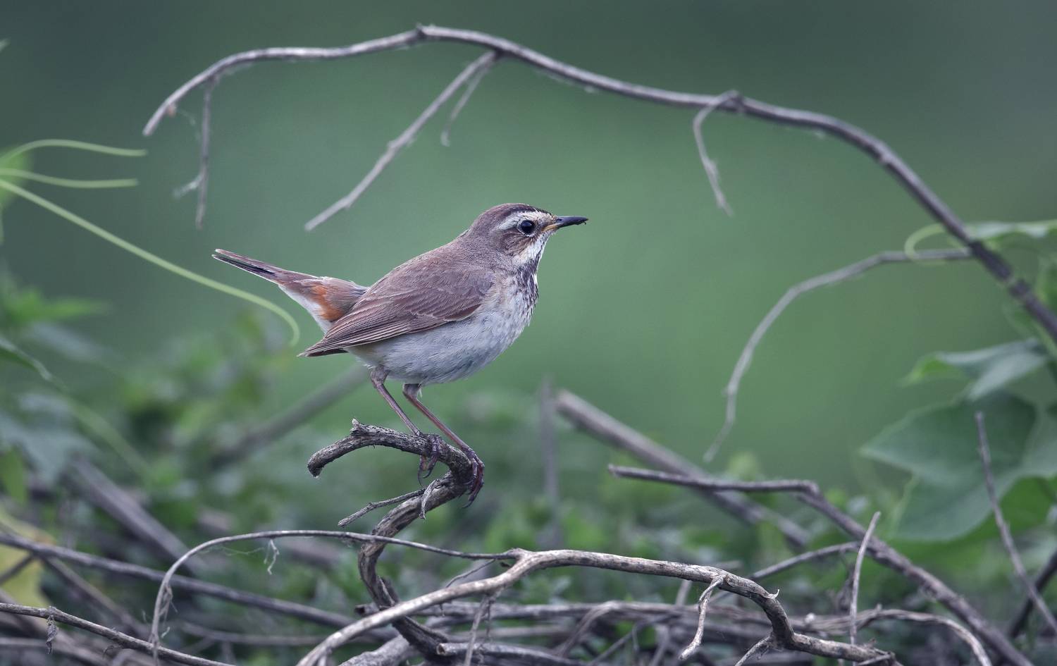 .... Автор: Макеев Алексей , Макеев Алексей