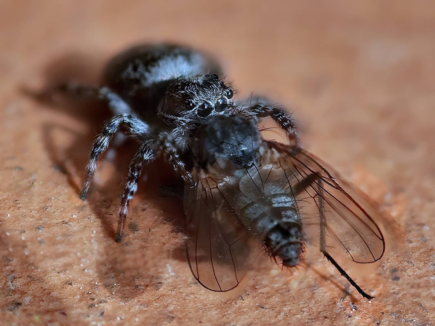 Добыча поймана. Автор: Кузнецов Дмитрий , Кузнецов Дмитрий