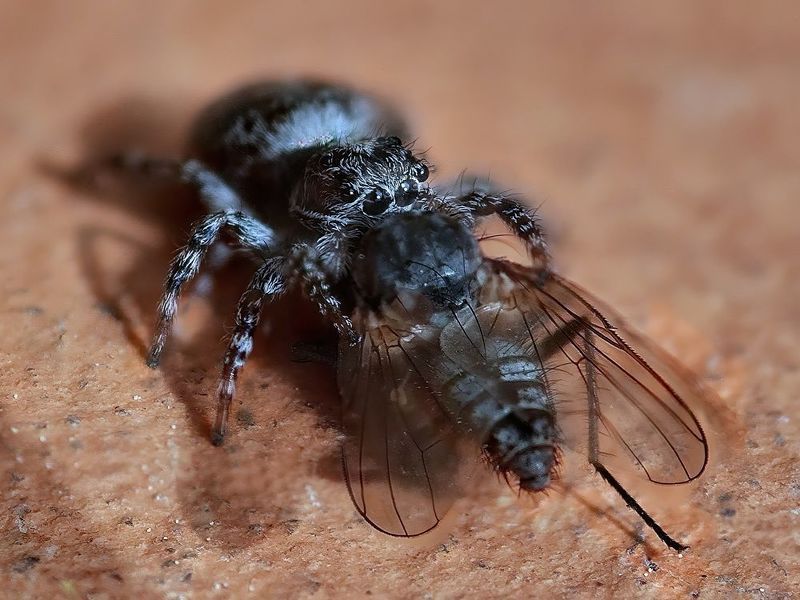 Добыча пойманаphoto preview