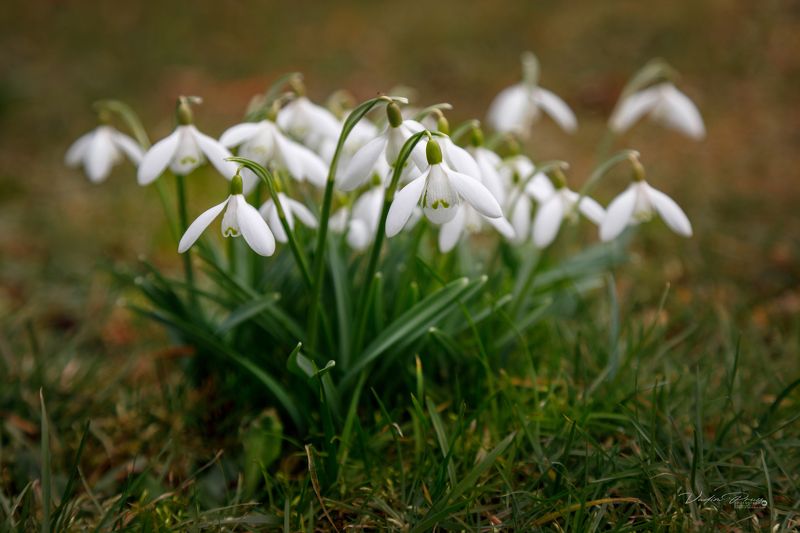 Подснежники.photo preview