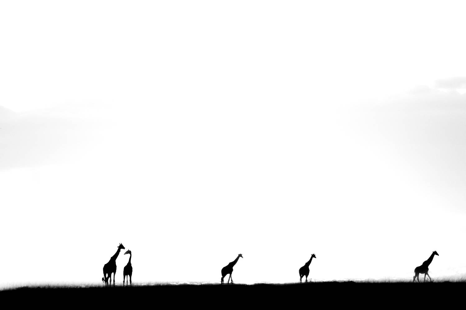 Автор: Zubair Irshad , Zubair Irshad