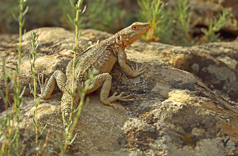 кавказская агама. Агамаphoto preview