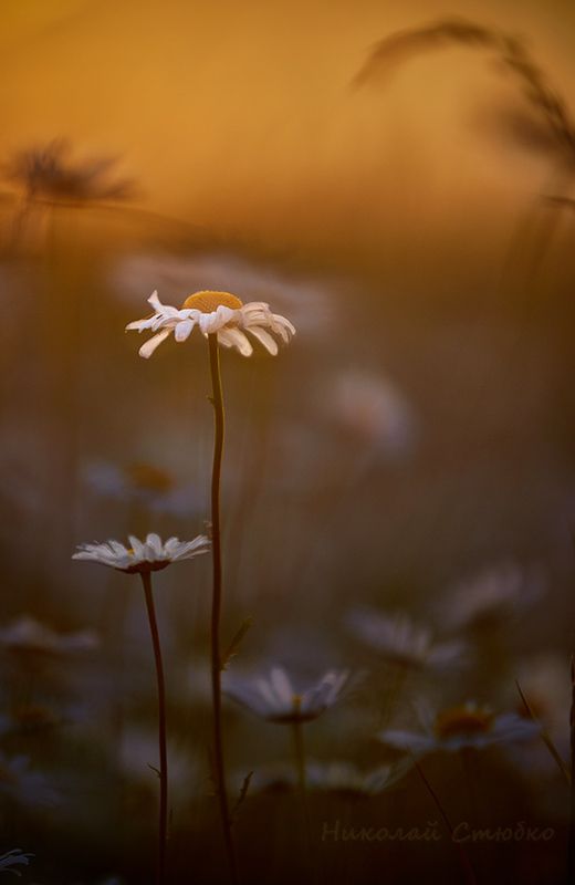 Наша жизнь - ромашка в поле...photo preview