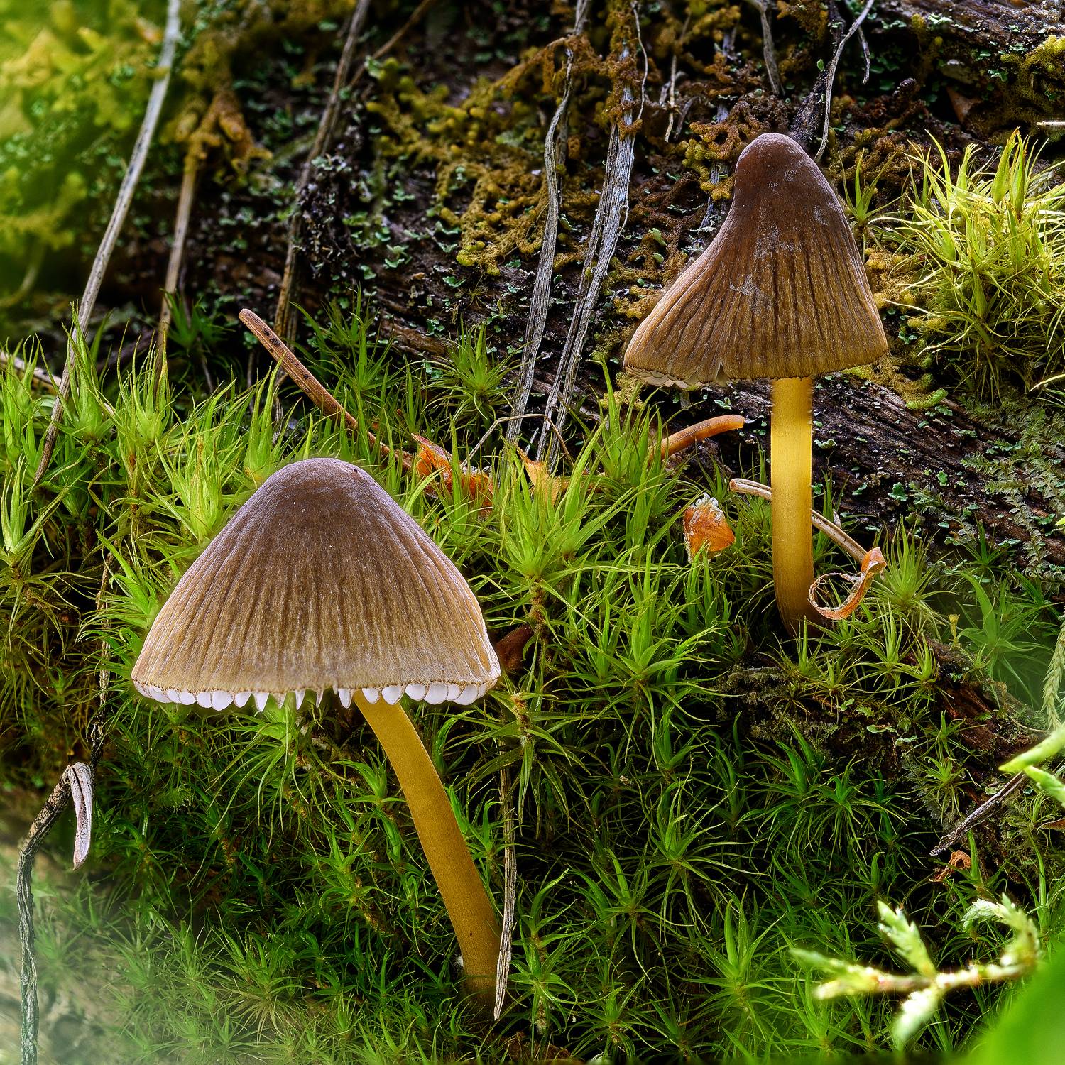 , Нуждин Андрей